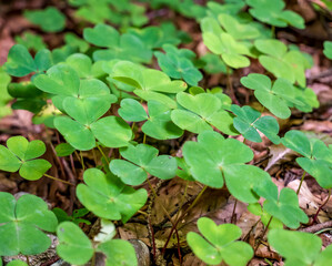 Selective focus clover leaves background.