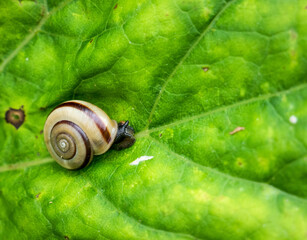 Close up with a small snail on a green leaf in the forest.