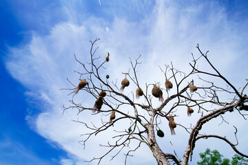 weaver bird nest hanging on leafless tree
