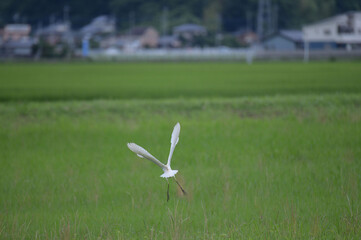 あまさぎ