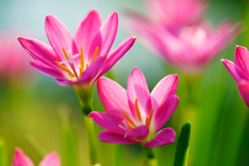 Fototapeta na wymiar pink rain lily flower