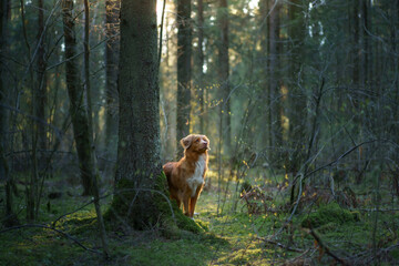 Obraz na płótnie Canvas red dog in forest. Nova Scotia Duck Tolling Retriever in nature. Walk with a pet
