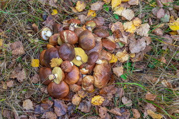 Butter mushrooms gathered by mushroomers lying on ground in autumn forest among leaves and grass. Suillus luteus or Slippery Jack edible mushrooms heap at forest edge.