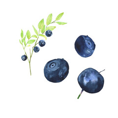 Set of blueberry on branch and berry isolated on white background. Watercolor hand drawing illustration of summer food. Bilbery clip art for design. Perfect for card, banner, cover, poster.