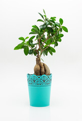 Beautiful small bonsai tree in a turquoise flower pot isolated on a white background with a clipping path.