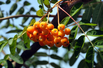 ripe rowan berries with green leaves against a blue sky