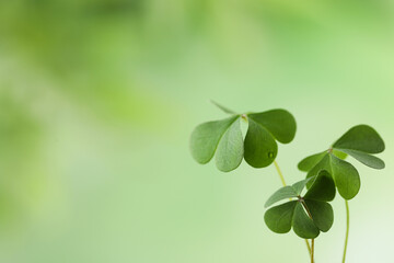 Clover leaves on blurred background, space for text. St. Patrick's Day symbol