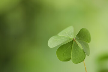 Clover leaf on blurred background, space for text. St. Patrick's Day symbol
