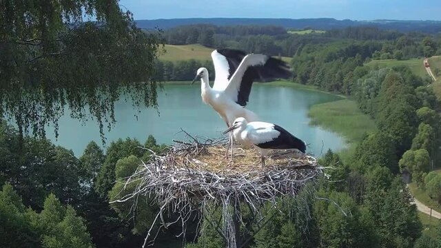 Gniazdo bocian&oacute;w z widokiem na jezioro. Nauka latania bocian&oacute;w. Karmienie bocian&oacute;w