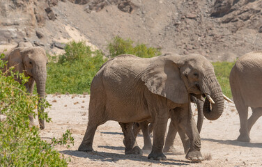 Fototapeta na wymiar Elefanten im Etosha National Park Namibia Südafrika