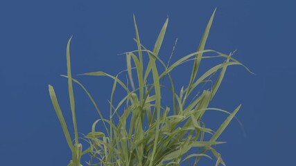 Beautiful clump of grass blowing in wind isolated on blue screen, high resolution plate footage of green grass moving in breeze captured in 6K for clarity and oversampled to 4K