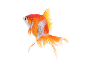 Beautiful bright small goldfish isolated on white