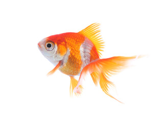 Beautiful bright small goldfish isolated on white