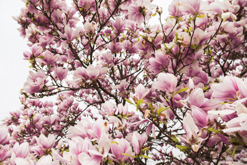 Fototapeta premium Cherry blossom in pink in bright colors, tree, bright, macro, blooming