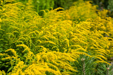 Bright yellow flowers of the solidago, commonly called goldenrods, growing on a hot summer day.