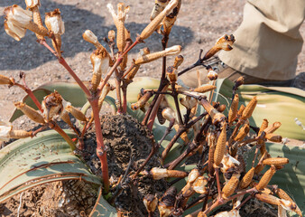 Welwitschie Pflanze im Etosha Nationalpark Namibia Südafrika