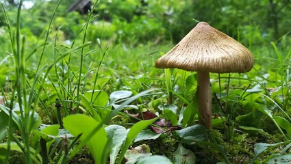 mushroom in the grass