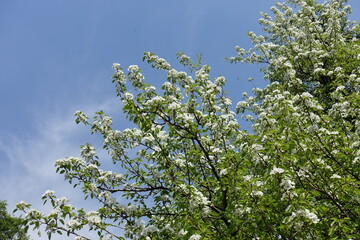 Blue sky and blossoming branches of pear tree in April