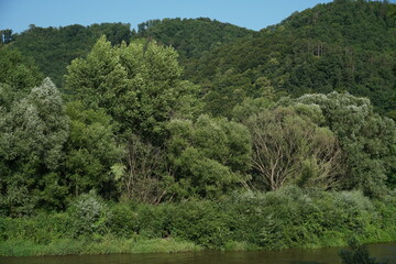 River bank of river Hron in Zarnovica region in central Slovakia. The vegetation is growing wildly without any regulation.