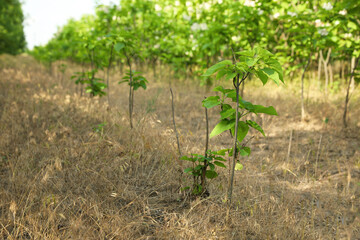 Fototapeta na wymiar Young catalpa bignonioides tree growing outdoors. Planting and gardening