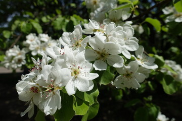 Inflorescence of pear tree in mid spring