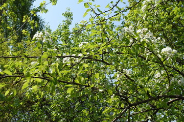 Fototapeta premium Leafage and white flowers of pear tree in April