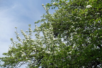 Fototapeta premium Pear tree in full bloom against blue sky in April
