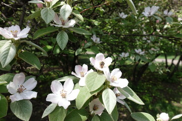 Bunch of pinkish white flowers of quince tree in May