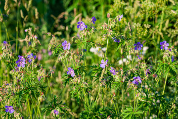 summer field with nice plants