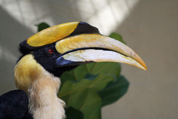 Doppelhornvogel