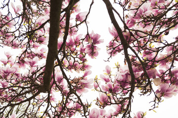 Cherry blossom in pink in bright colors, tree, bright, macro, blooming