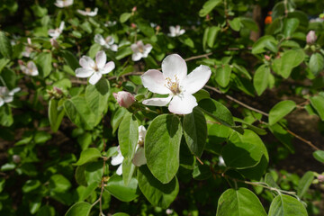 Couple of pinkish white flowers of quince tree in May