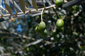 Green olives background. Branch of olive tree. Mediterranean nature.