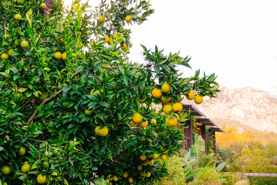 Green lemons growing on a tree, limes hanging from branches. Lemon tree or lime tree. Nature, organic fruit, summer time