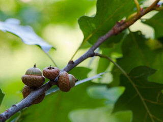 
branch with green oak leaves and acorns for background