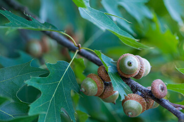 
background oak branch with green leaves and acorns