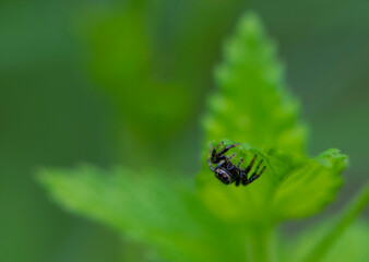 
small spider with big eyes sits on a green leaf