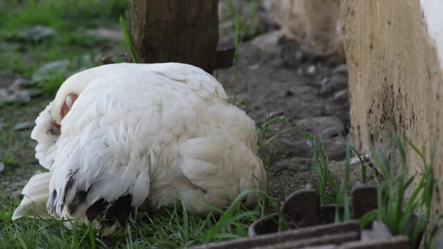 Little chick appearing from under sitter hen