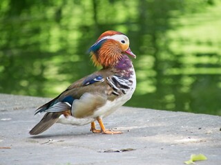 The mandarin duck male over the pond in the city park. Close-up Aix galericulata. Blurred soft background of the water and trees reflection. 