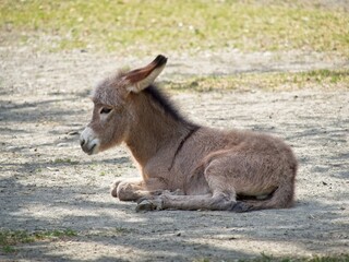 Side view on young baby donkey laying on the ground. Close-up on Equus africanus asinus.