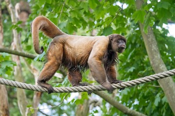 Woolly monkey on the rope. Simia lagotricha walking the hanging line.