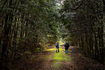 Obraz premium Hiking in the forest