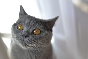 Grey cat with big yellow eyes
