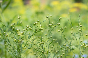 The flax plant grows in the garden, a useful plant. Immature small boxes with flax seeds (Linum usitatissimum)