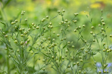 The flax plant grows in the garden, a useful plant. Immature small boxes with flax seeds (Linum usitatissimum)