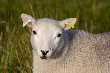 A ear tagged lamb on the hills of the Brecon Beacons in South Wales, UK.
