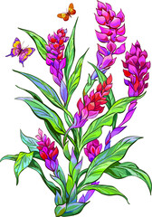 Vector floral composition of ginger flowers