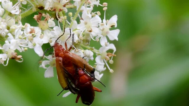 Pair of Soldier Beetle in copulation. Their Latin name is Cantharis livida.