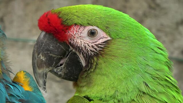Great Green Macaw, Ara Ambiguus Bird. Colorful Parrot. Close up. 4K