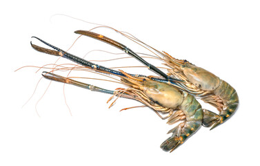 Fresh shrimp on white background,River prawn isolated on white,Giant river prawn on white background